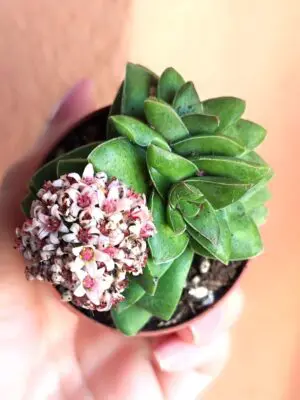 Crassula Springtime