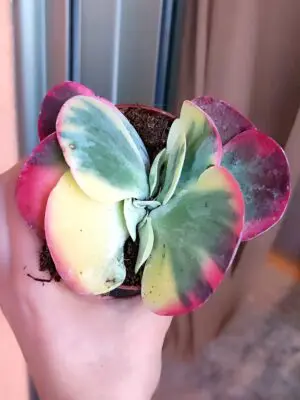 Kalanchoe Thyrsiflora Variegata