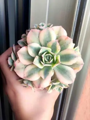 Aeonium Sunburst 8,5