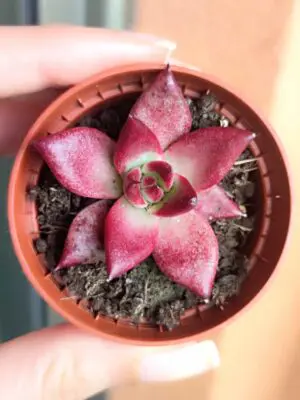Echeveria Agavoides Taurus