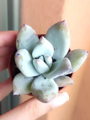 Echeveria Colorata Mexican Giant