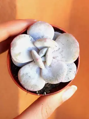 Echeveria Laui 55