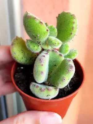 Cotyledon Tomentosa