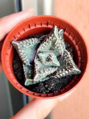 Faucaria Tuberculosa Monstruosa Pink