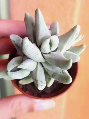 Crassula Cornuta