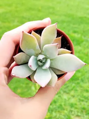 Echeveria Menina 5,5