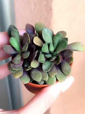 Anacampseros Rufescens