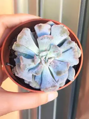 Echeveria Cubic Frost 8,5