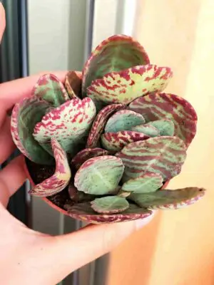 Kalanchoe Humilis