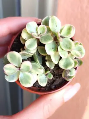 Portulacaria Afra variegata 5,5