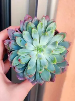 Sedeveria Blue Elf