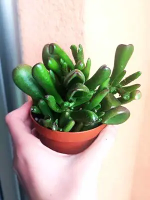 Crassula Ovata Hobbit 8,5