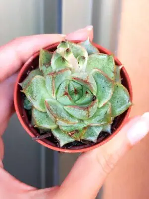 Echeveria Fabiola
