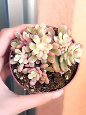 Sedum Joyce Tulloch variegata