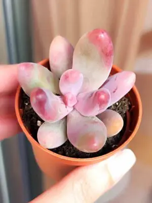 Pachysedum Ganzhou 5,5