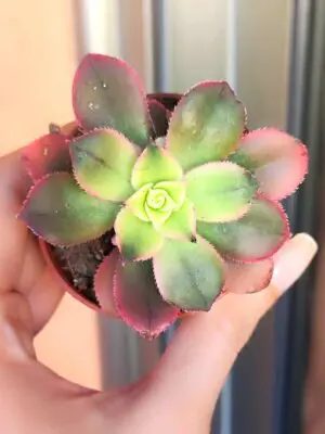 Aeonium Haworthii Kiwi 5,5