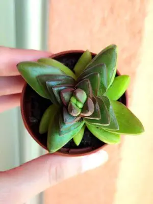 Crassula Ben