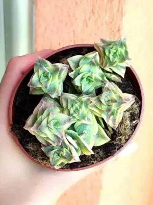 Crassula Perforata variegata 8,5