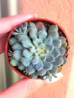 Echeveria Rundelli