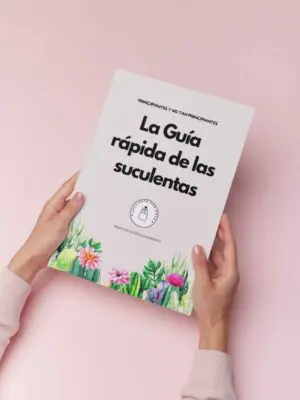 La guía rápida de las suculentas