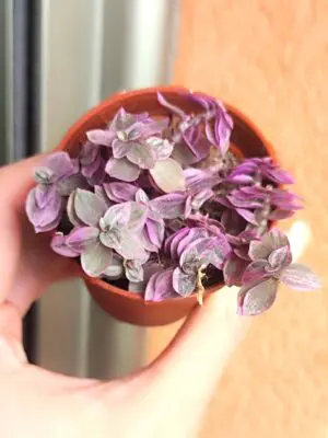 Callisia Repens Pink Lady 5,5