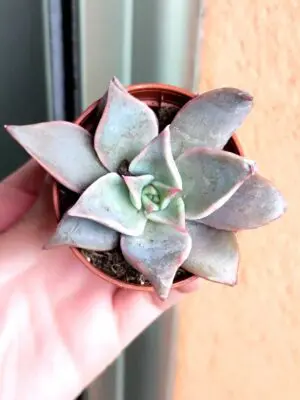 Echeveria Madiba 5,5