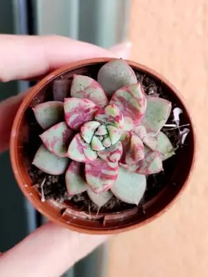 Echeveria Blood Swallow 5,5