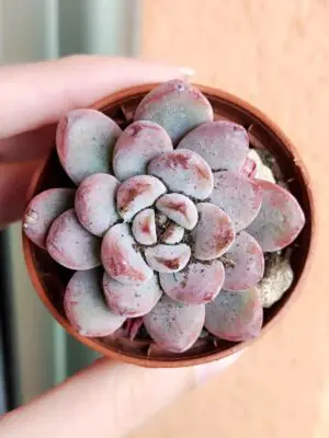 Echeveria Snow Star