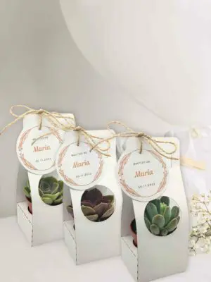 Detalles_suculenta 1