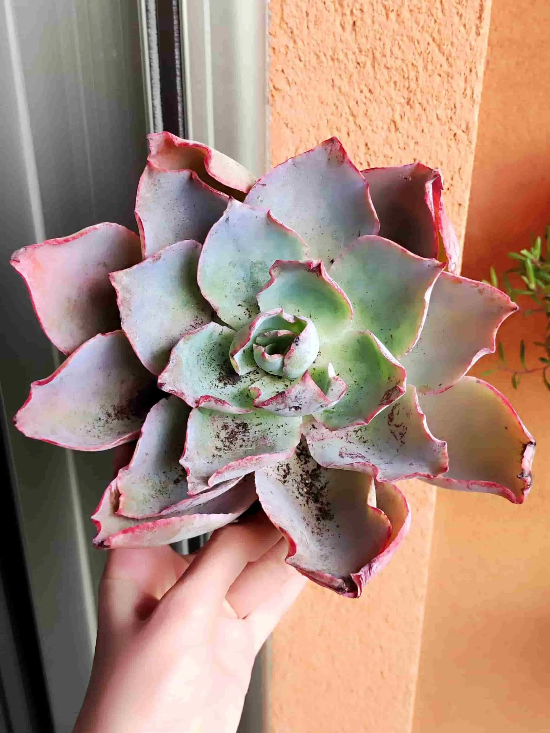Echeveria Afterglow