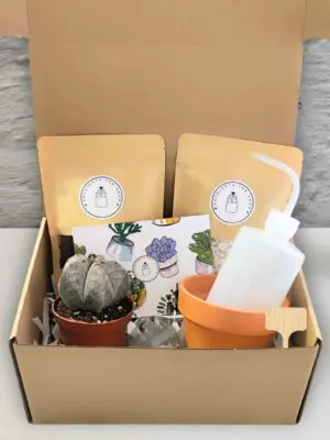 Kit regalo suculenta 1