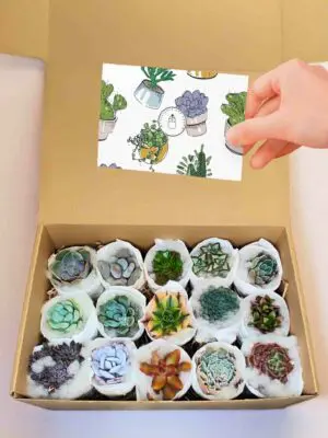 Cofre de Suculentas