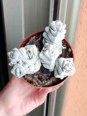 Crassula Deceptor 8,5