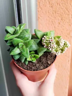 Crassula Springtime 8,5