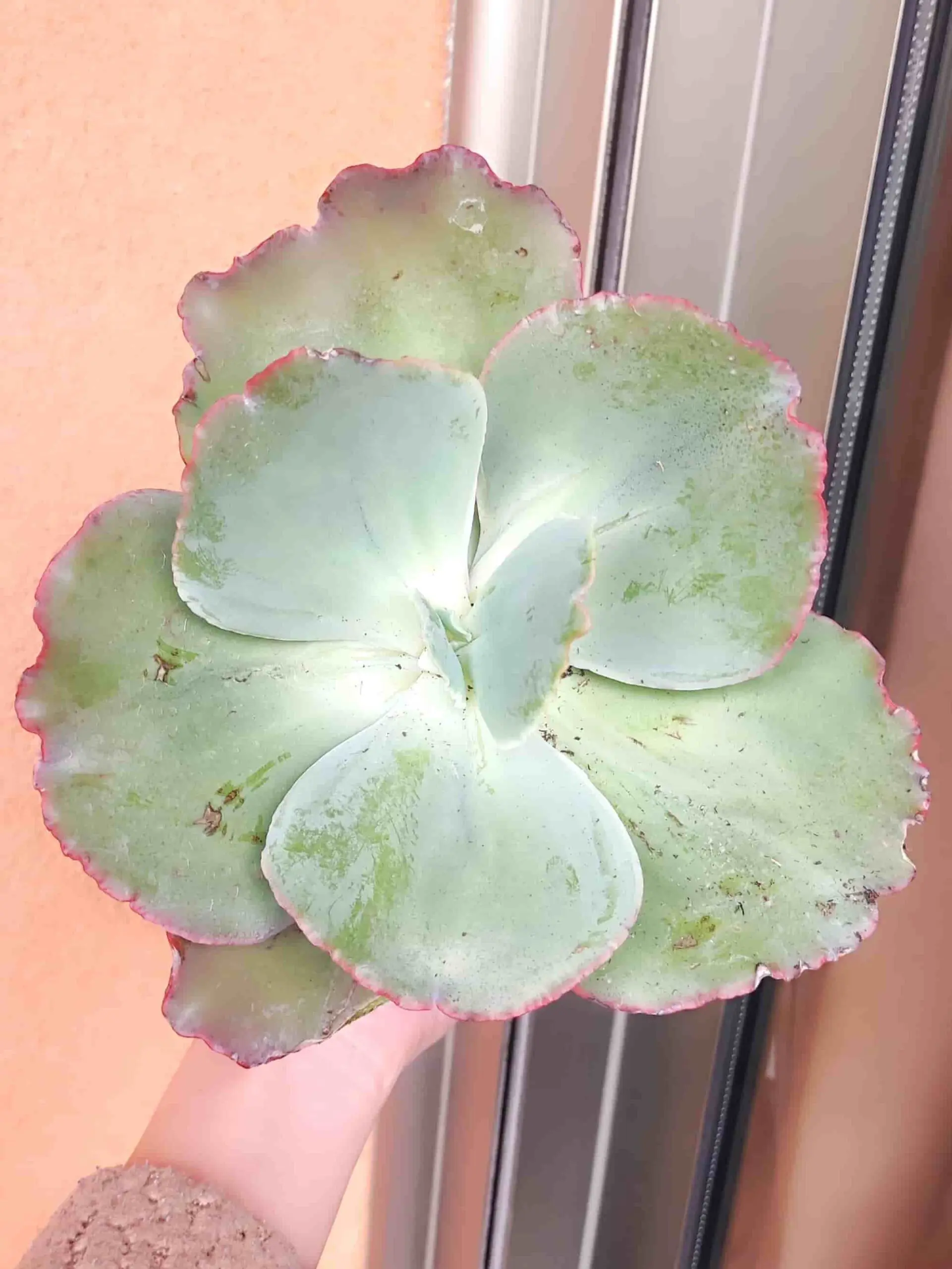 Echeveria Gigantea Red Edge