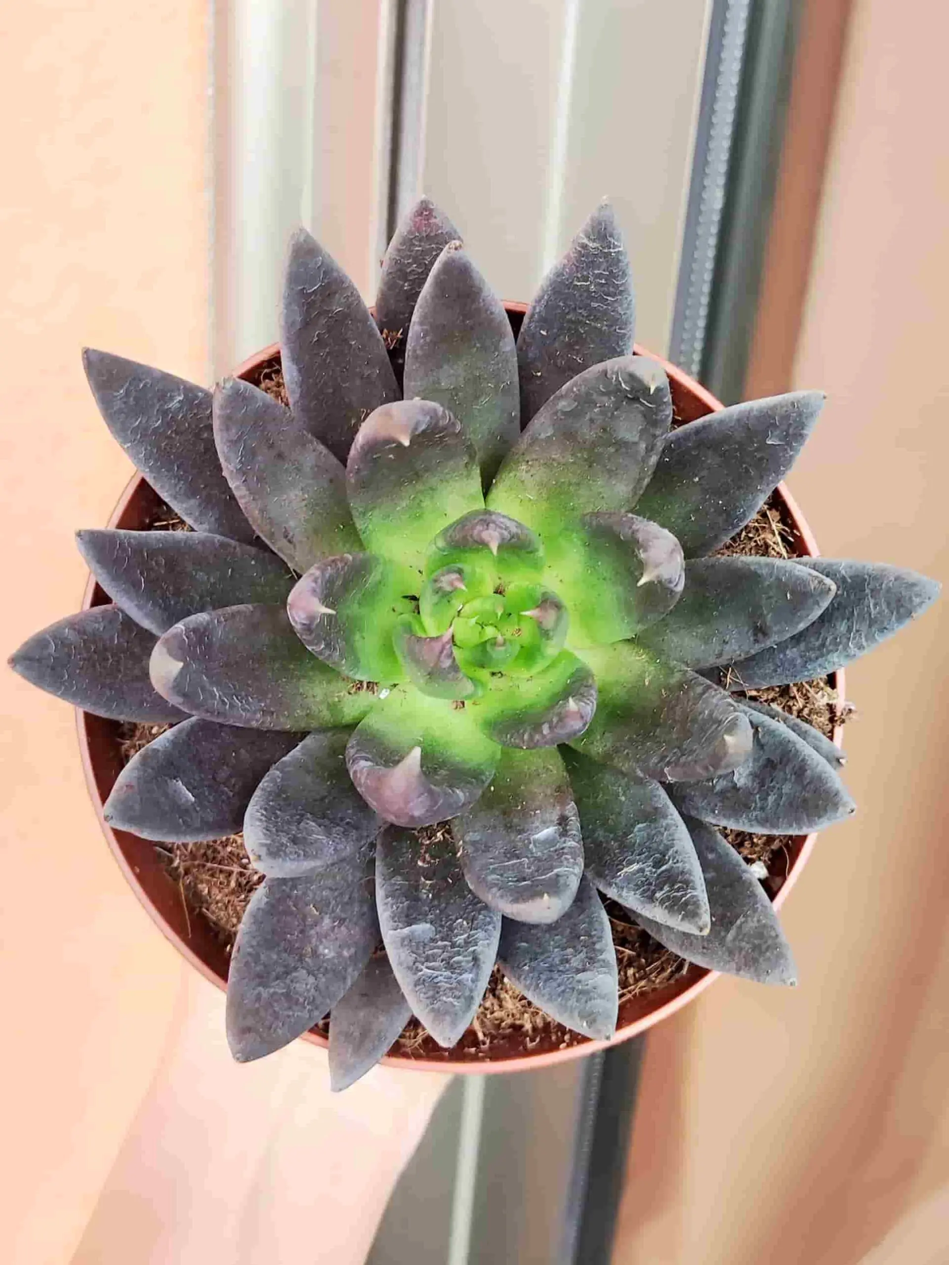 Echeveria Black Knight 13