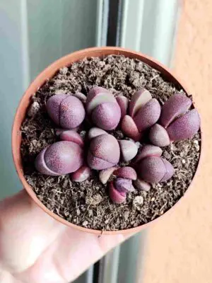 Pleiospilos Nelii Royal Flush 8,5