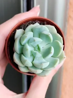 Sedeveria Spring Jade 5,5