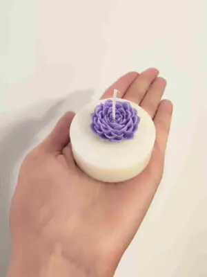 Vela Suculenta muestra