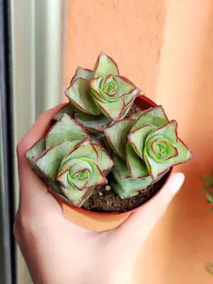 Crassula Perforata 8,5