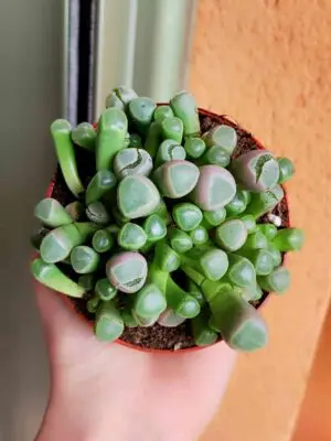Fenestraria Aurantiaca