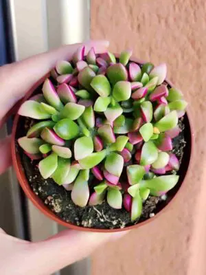 Anacampseros Rufescens Sunrise 8,5