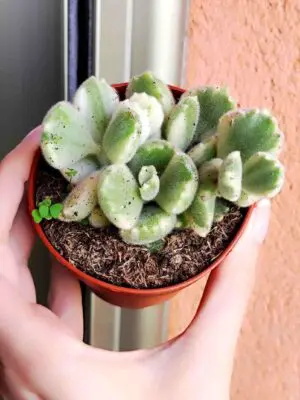 Cotyledon Tomentosa variegata 8,5