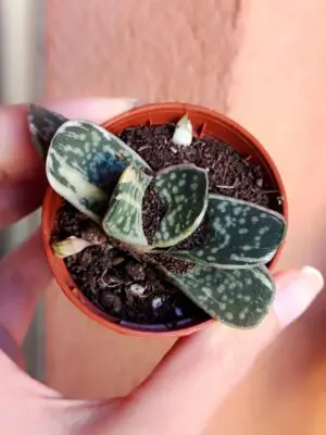 Gasteria Gracilis variegata 5,5