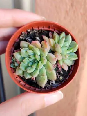 Graptoveria Margaret Reppin 5,5