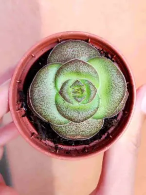 Crassula Hemisphaerica 5,5