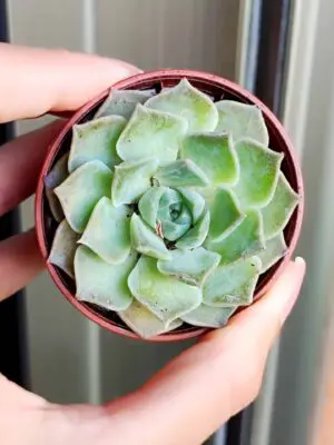 Echeveria Simulans x Hyalina 5,5