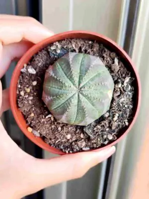 Euphorbia Obesa 8,5