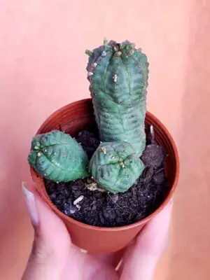 Euphorbia Pseudoglobosa 5,5