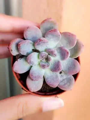 Graptoveria Black Raccon 5,5